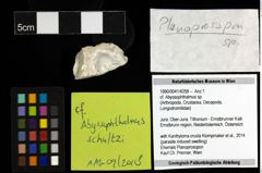 Foto (Objekt + Etiketten) von cf. Abyssophthalmus sp. 